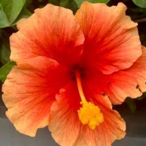 Meet your Posher, Madeleine